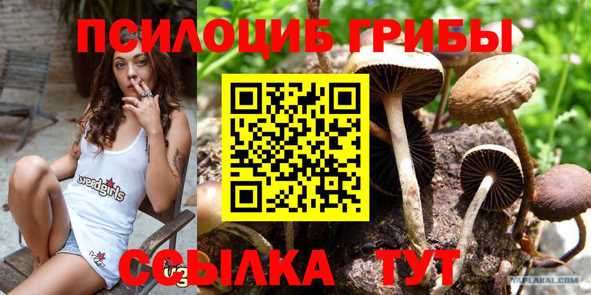 Псилоцибиновые грибы Psilocybine cubensis Грозный